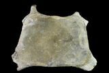 Fossil Whale Cervical Vertebra - Yorktown Formation #137609-1